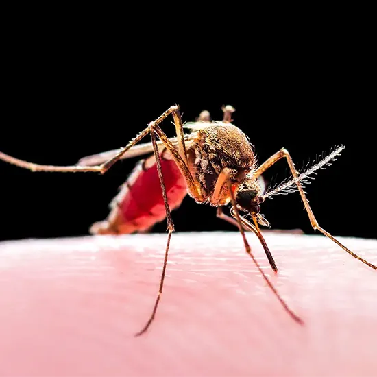 malaria detection pcr test